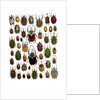 Flower Beetle Poster Cetonidae by Anonymous