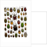 Flower Beetle Poster Cetonidae by Anonymous