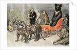 Jardin d'Acclimatation Paris Zoo (1895) by Anonymous