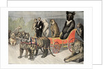 Jardin d'Acclimatation Paris Zoo (1895) by Anonymous