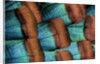 Oscellated Tujrkey feather pattern blues and golden tans by Anonymous