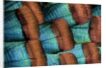 Oscellated Tujrkey feather pattern blues and golden tans by Anonymous