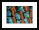 Oscellated Tujrkey feather pattern blues and golden tans by Anonymous
