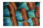 Oscellated Tujrkey feather pattern blues and golden tans by Anonymous