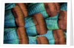 Oscellated Tujrkey feather pattern blues and golden tans by Anonymous