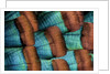 Oscellated Tujrkey feather pattern blues and golden tans by Anonymous