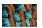 Oscellated Tujrkey feather pattern blues and golden tans by Anonymous