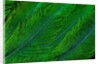 Resplendent Quetzal green tail feathers in layered feather design from Costa Rica by Corbis