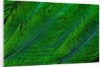 Resplendent Quetzal green tail feathers in layered feather design from Costa Rica by Corbis