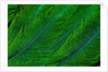 Resplendent Quetzal green tail feathers in layered feather design from Costa Rica by Corbis