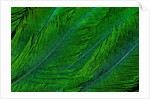 Resplendent Quetzal green tail feathers in layered feather design from Costa Rica by Corbis