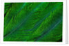 Resplendent Quetzal green tail feathers in layered feather design from Costa Rica by Corbis