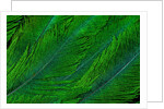 Resplendent Quetzal green tail feathers in layered feather design from Costa Rica by Corbis