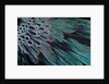 Superb Bird of Paradise feather design as they radiate outwards by Anonymous