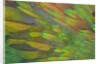 Green wing shoulder design Nicobar Pigeon by Anonymous