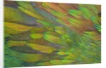 Green wing shoulder design Nicobar Pigeon by Anonymous