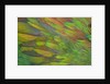 Green wing shoulder design Nicobar Pigeon by Anonymous