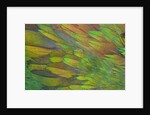 Green wing shoulder design Nicobar Pigeon by Anonymous