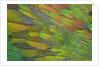 Green wing shoulder design Nicobar Pigeon by Anonymous