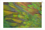 Green wing shoulder design Nicobar Pigeon by Anonymous