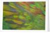 Green wing shoulder design Nicobar Pigeon by Anonymous