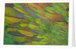 Green wing shoulder design Nicobar Pigeon by Anonymous