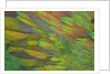 Green wing shoulder design Nicobar Pigeon by Anonymous