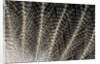 Feather design of Eurasion Eagle Owl by Anonymous