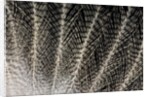 Feather design of Eurasion Eagle Owl by Anonymous