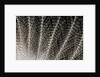 Feather design of Eurasion Eagle Owl by Anonymous