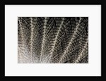 Feather design of Eurasion Eagle Owl by Anonymous