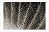 Feather design of Eurasion Eagle Owl by Anonymous