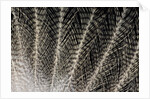Feather design of Eurasion Eagle Owl by Anonymous