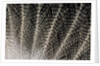 Feather design of Eurasion Eagle Owl by Anonymous
