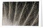 Feather design of Eurasion Eagle Owl by Anonymous