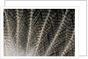 Feather design of Eurasion Eagle Owl by Anonymous