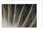 Feather design of Eurasion Eagle Owl by Anonymous