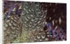 Back and wing colorful feather pattern of Ring-necked Pheasant by Anonymous