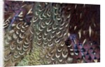 Back and wing colorful feather pattern of Ring-necked Pheasant by Anonymous