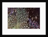 Back and wing colorful feather pattern of Ring-necked Pheasant by Anonymous