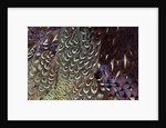 Back and wing colorful feather pattern of Ring-necked Pheasant by Anonymous