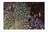 Back and wing colorful feather pattern of Ring-necked Pheasant by Anonymous