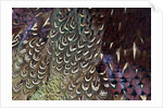 Back and wing colorful feather pattern of Ring-necked Pheasant by Anonymous