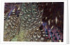 Back and wing colorful feather pattern of Ring-necked Pheasant by Anonymous