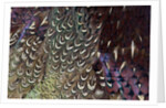 Back and wing colorful feather pattern of Ring-necked Pheasant by Anonymous
