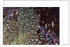 Back and wing colorful feather pattern of Ring-necked Pheasant by Anonymous
