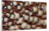 Cabotsd Tragopan back feather design by Anonymous