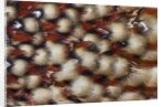 Cabotsd Tragopan back feather design by Anonymous