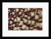 Cabotsd Tragopan back feather design by Anonymous