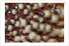 Cabotsd Tragopan back feather design by Anonymous